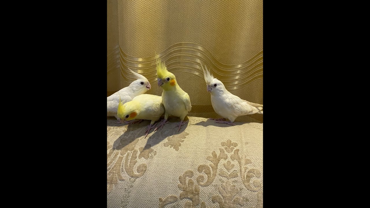 Cocktail parakeets #birdsavairy #parrot