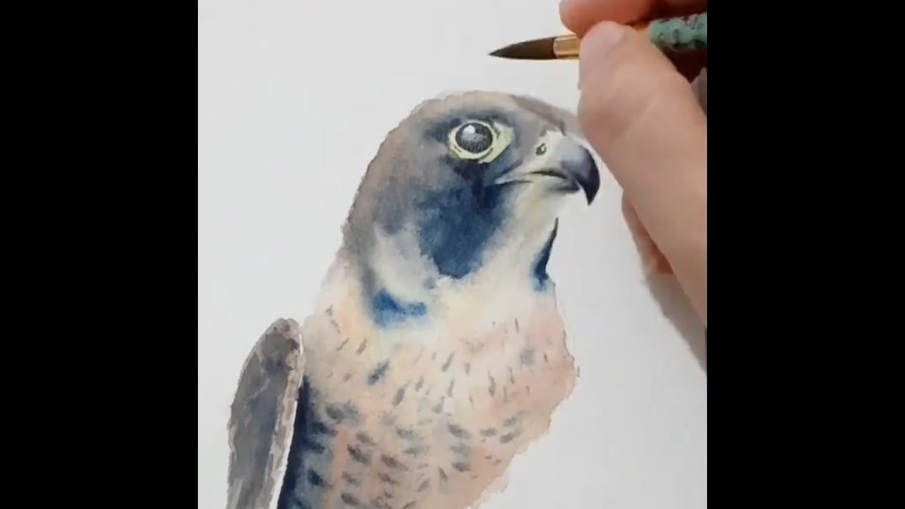Peregrine Falcon Watercolor Speedpaint