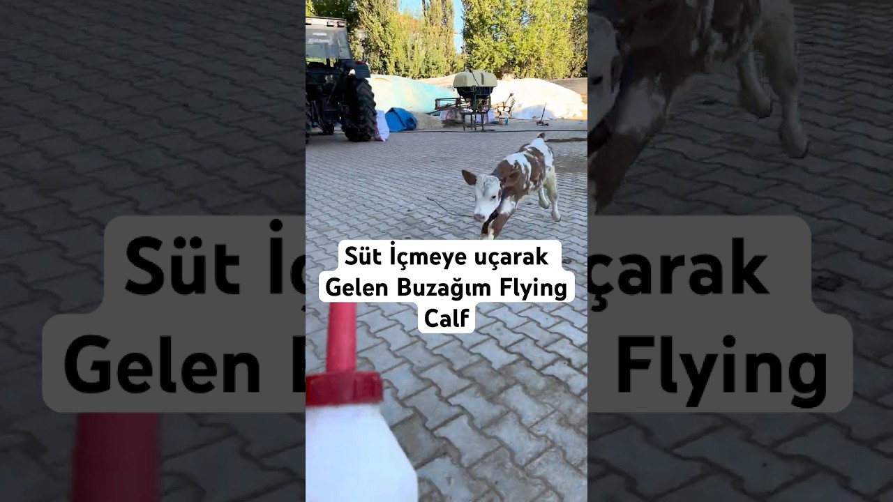 Uçan Buzağı Flying Calf 
