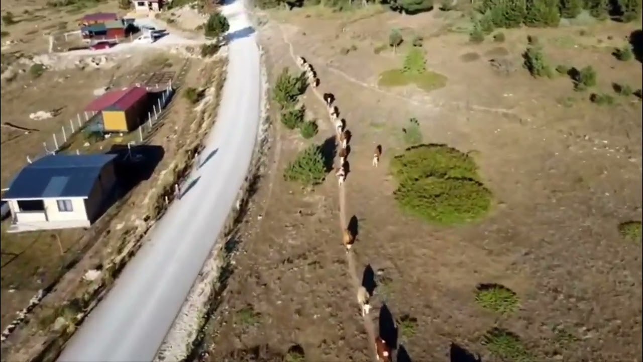 Dron çekimiyle Niksar Yazıcık Düden yaylası 