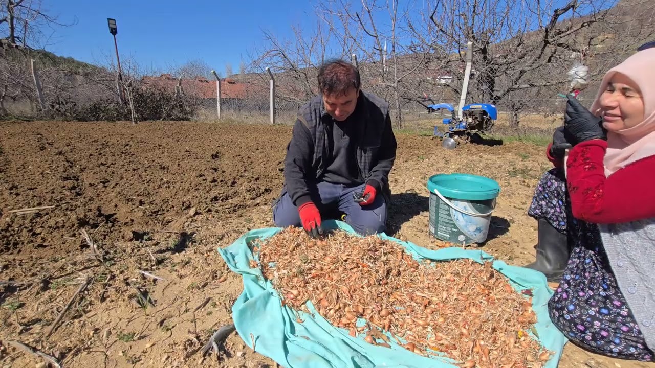 ​Soğan Ekerken Gelen Pişmanlık: Hanımla Büyük Pazarlık
