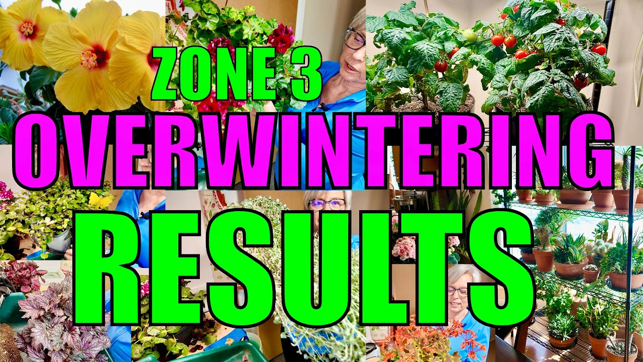 Zone 3:  Update on Overwintered Tender Plants | Cold Climate Garden