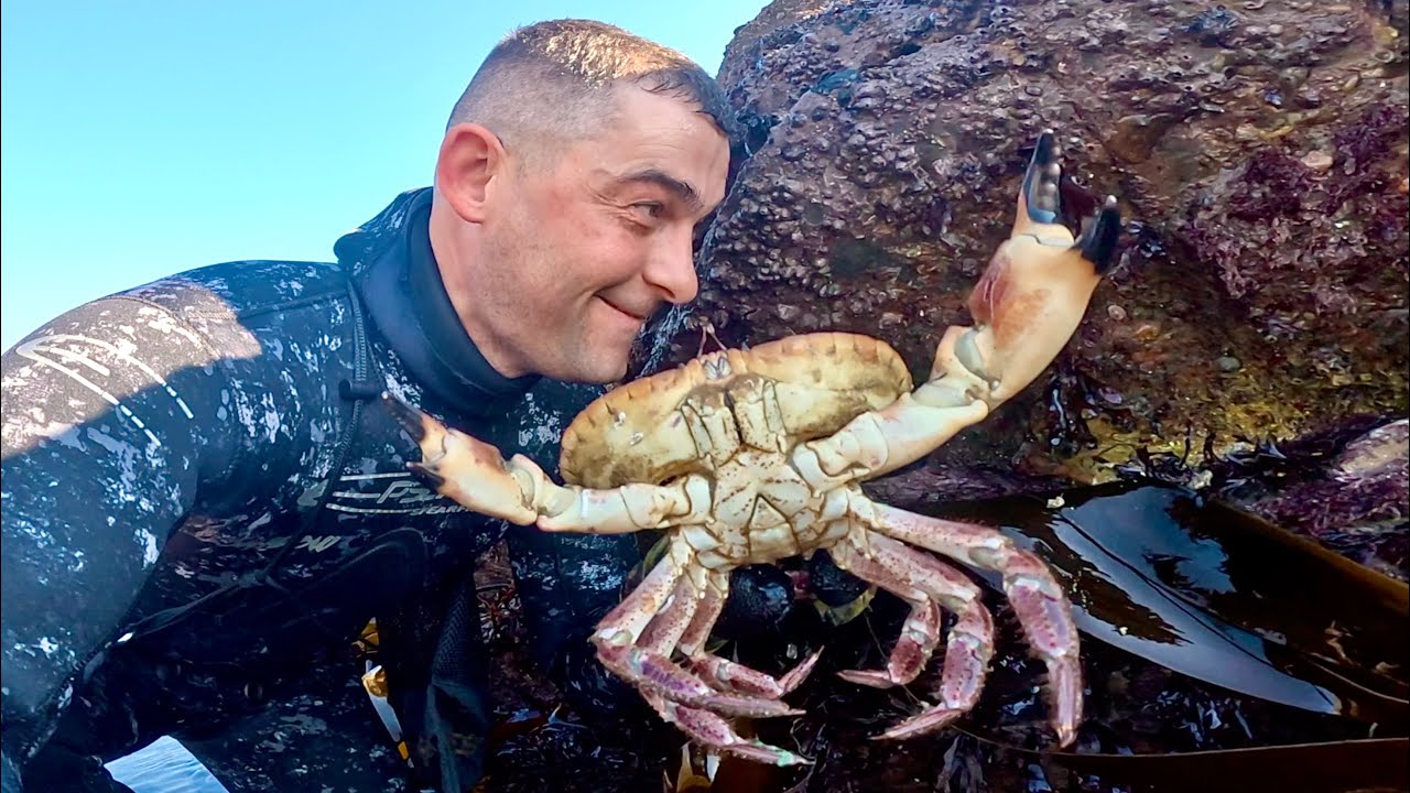 Coastal Foraging for Lobsters and Crabs with SOO MANY PREGNANT LOBSTERS!!! | The Fish Locker