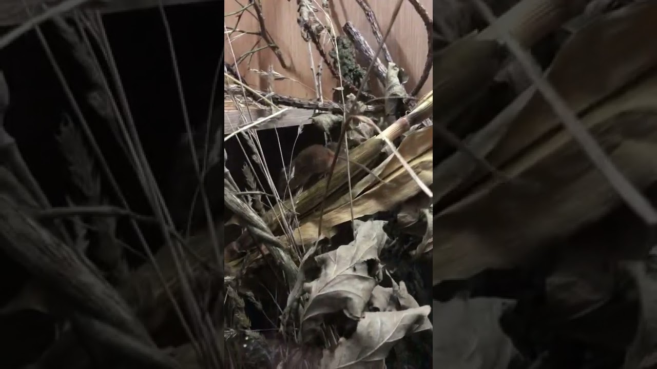 Harvest Mice enjoying some natural enrichment
