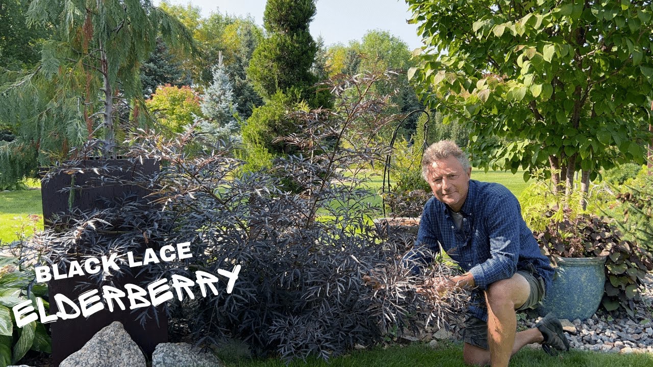Uncommon Beauties: Unique Shrubs That Deserve More Attention