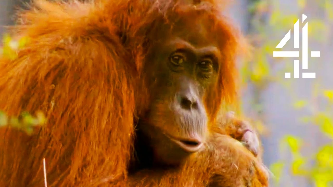 A Cheeky Orangutan Christmas | The Secret Life Of The Zoo At Christmas