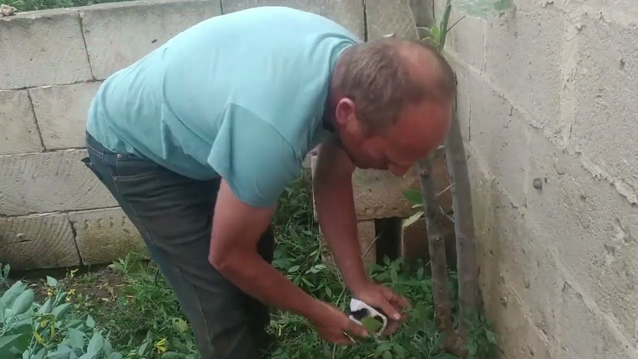 Nuovo portainnesto per melanzane e pomodori