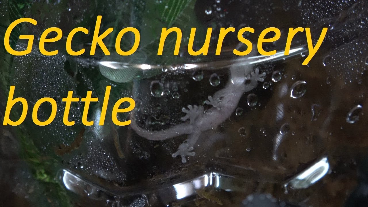 Gecko nursery/baby mourning gecko setup and housing. SG_Animals