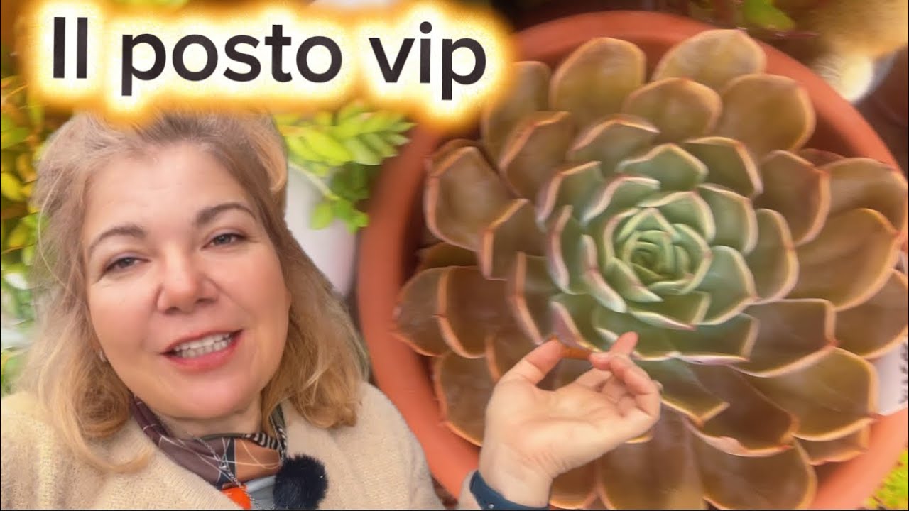 SENZA LA SERRA 😱questo è il posto ideale per le mie SUCCULENTE 😃