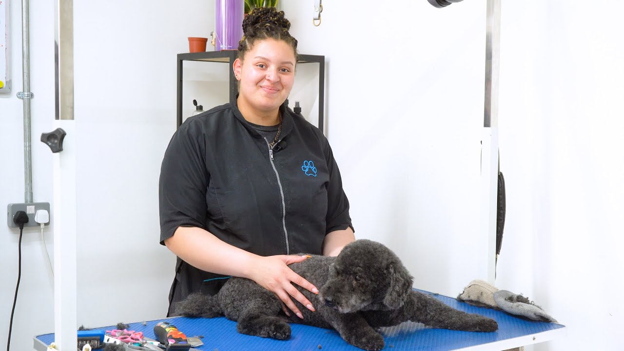 Grooming a Senior Dog - A Gentle Approach | Dog Grooming Tutorial