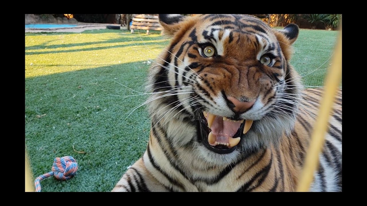 Could the real tiger please stand up !