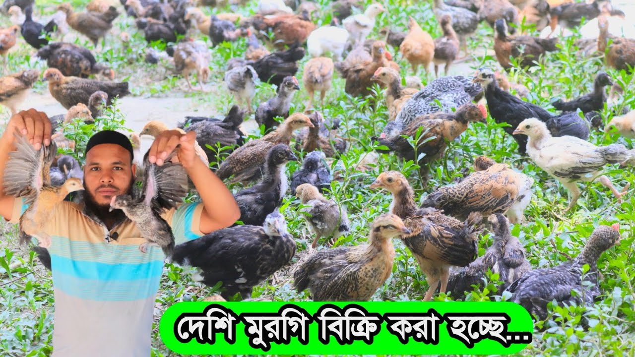 দেশি মুরগি ১ মাস বয়সের বাচ্চা বিক্রি হচ্ছে... বুকিং নেওয়া শুরু হয়ে গেছে...