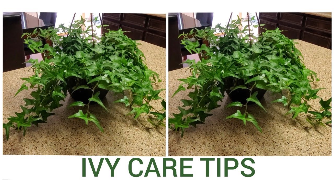 HOW TO CARE FOR IVY PLANTS | DONNA JOSHI