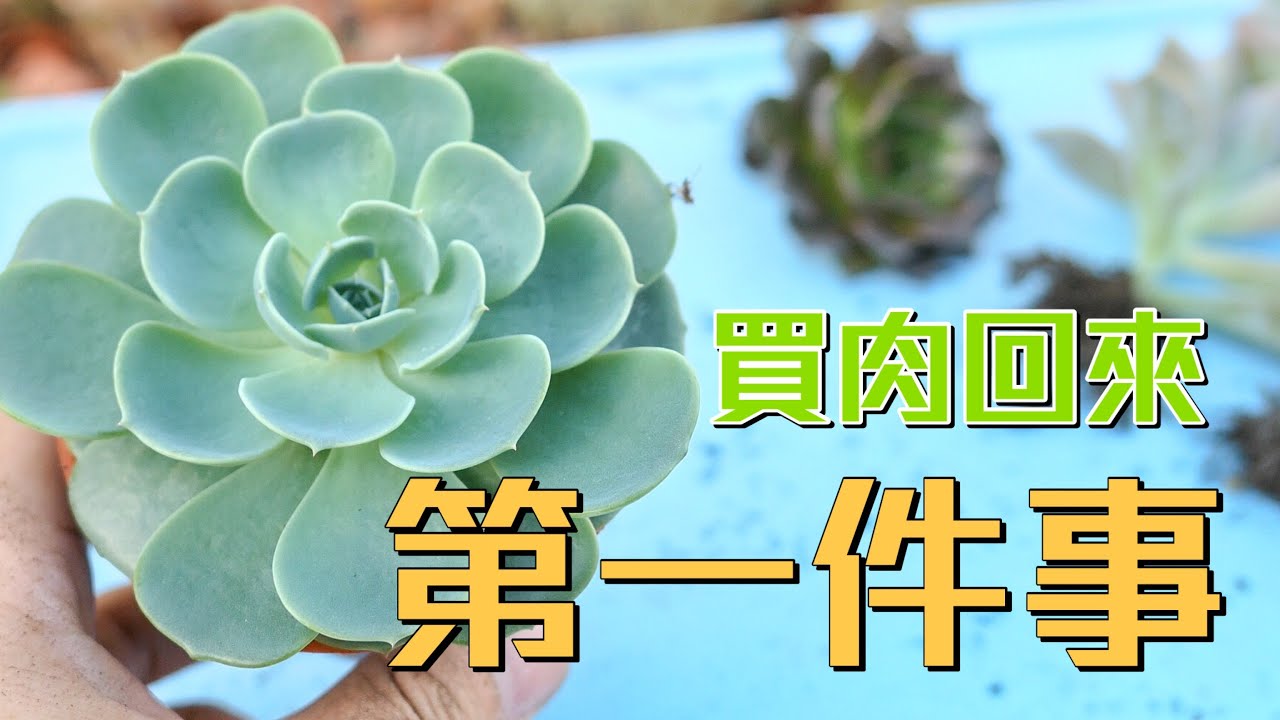 【威霖TV】多肉新手必看之 買肉回來要先做什麼事？