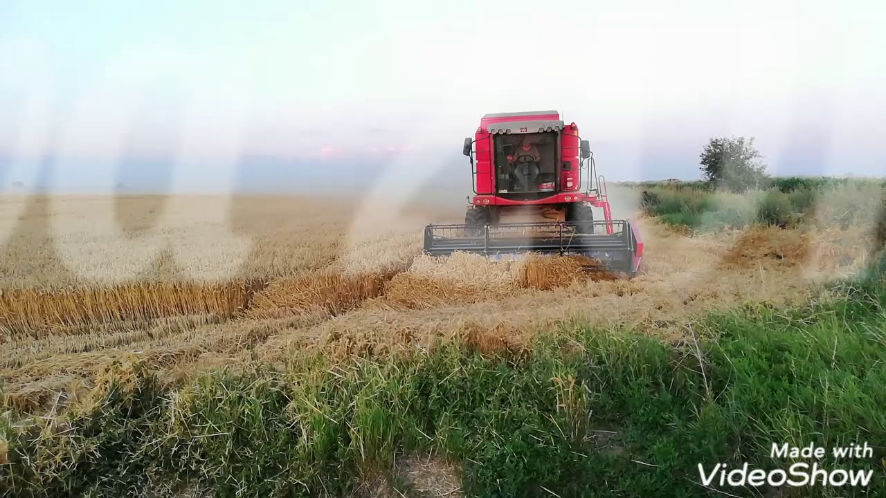 Żniwa 2019 z Nowym Nabytkiem |Massey Ferguson Activa 7244 | MTZ | Ursus |Pronar |