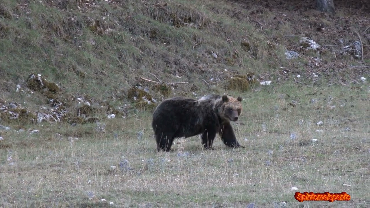 Amarena e Juan Carrito ( gli Orsi più Famosi d'Abruzzo )