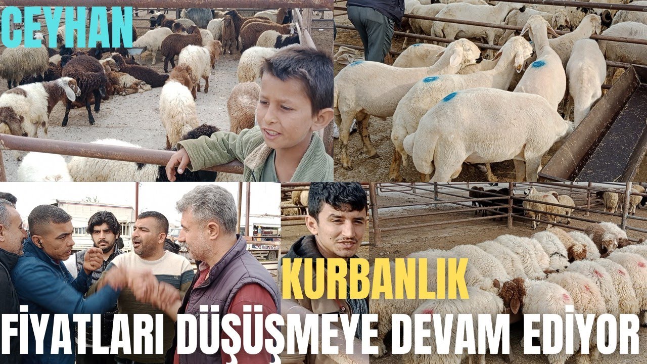 12.05.2023 CEYHAN KÜÇÜKBAŞ HAYVAN PAZARI #kurbanlıkfiyatları #kuzulukoyun #adak #kuzu #oğlak #keçi