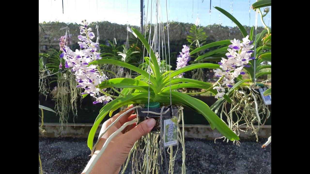 Novidades no Orquidário Dona Vanda