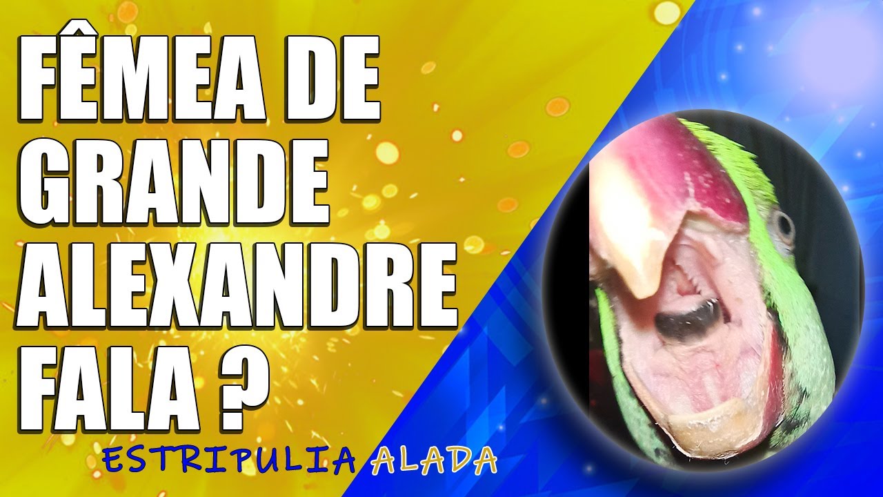 🦜 FÊMEA DE PÁSSARO GRANDE ALEXANDRE TAMBÉM IMITA SONS IGUAL AO MACHO ❓ #youtube
