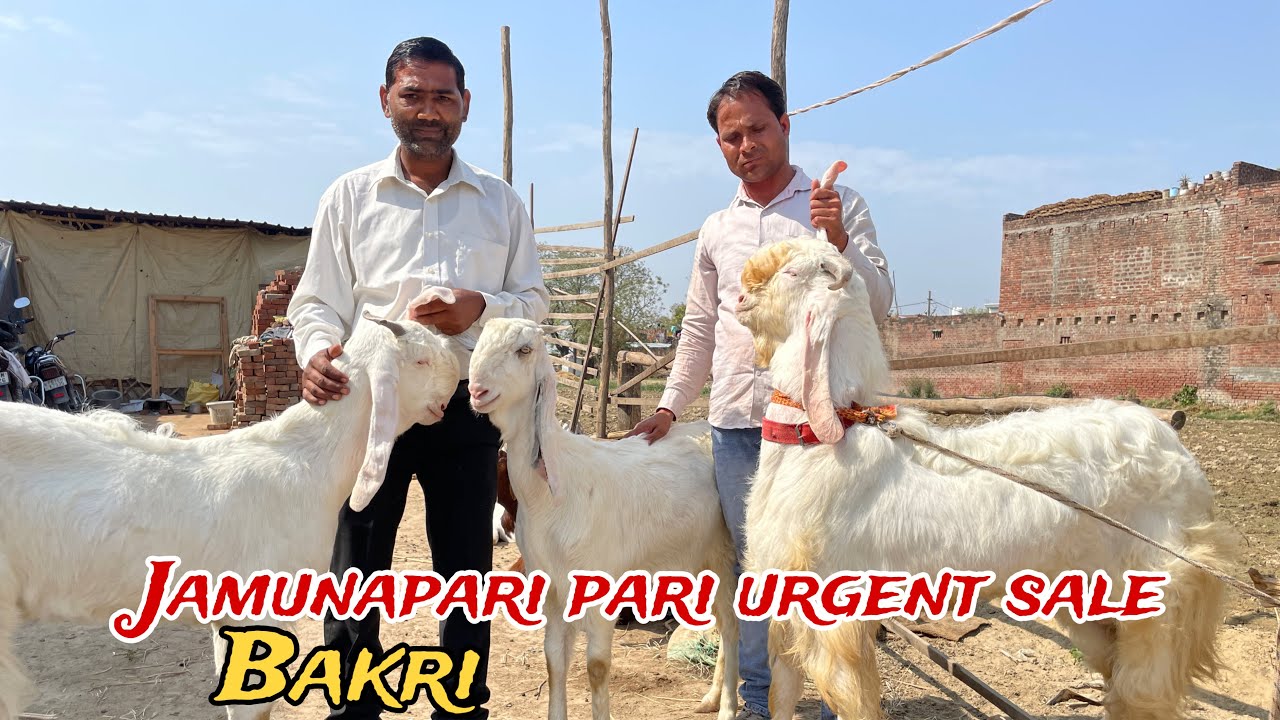 जामुनापरी परी बकरी अर्जेंट सेल | Happy goat farm 🐐