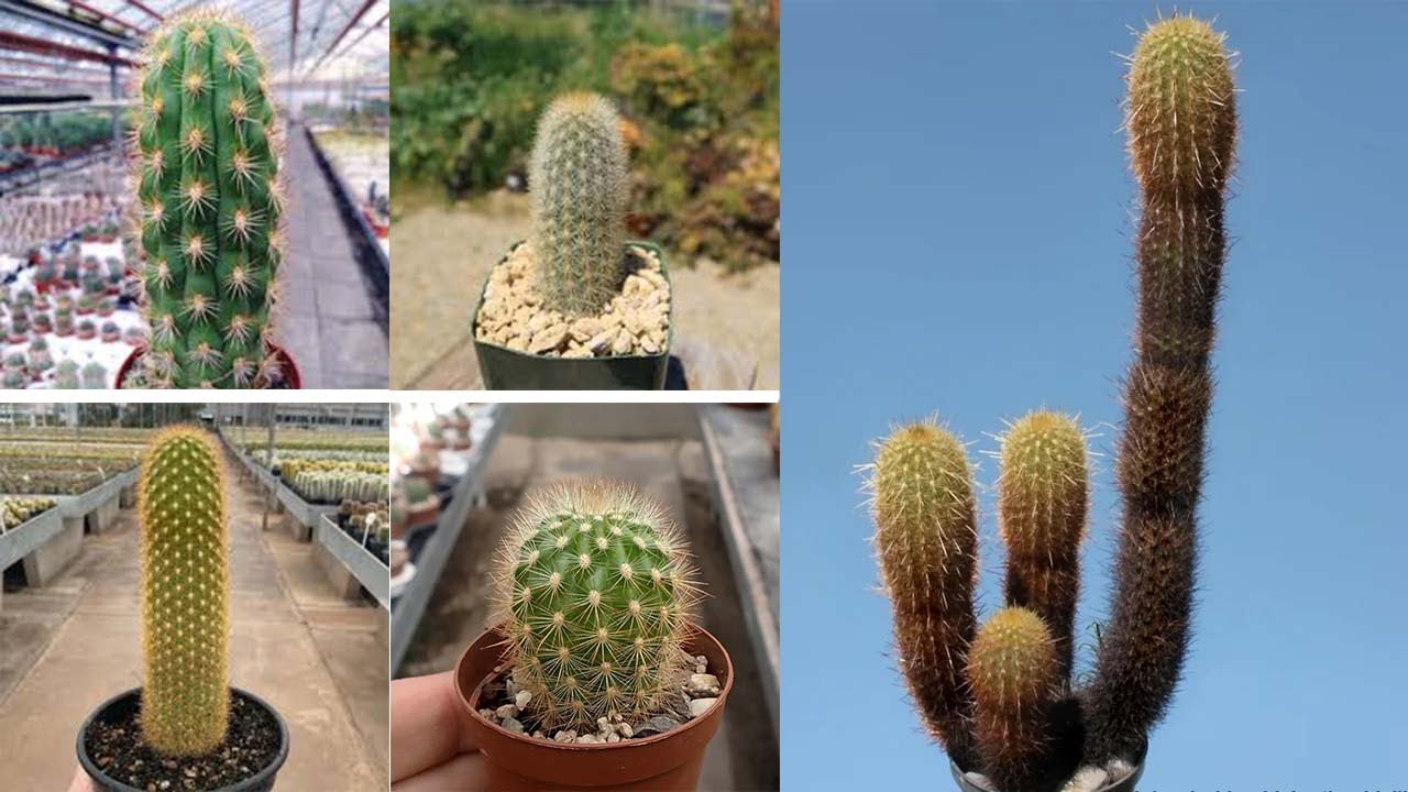 17 Tipos Mas Hermosos de Cactus Haageocereus !