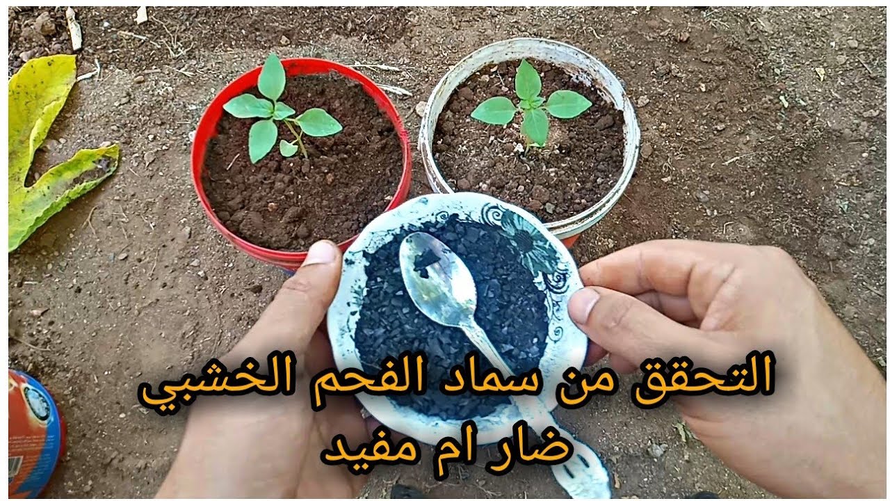 سماد الفحم الخشبي/هل نافع لنباتات ام ضار 🤔🤔/لن تصدق النتيحة!!