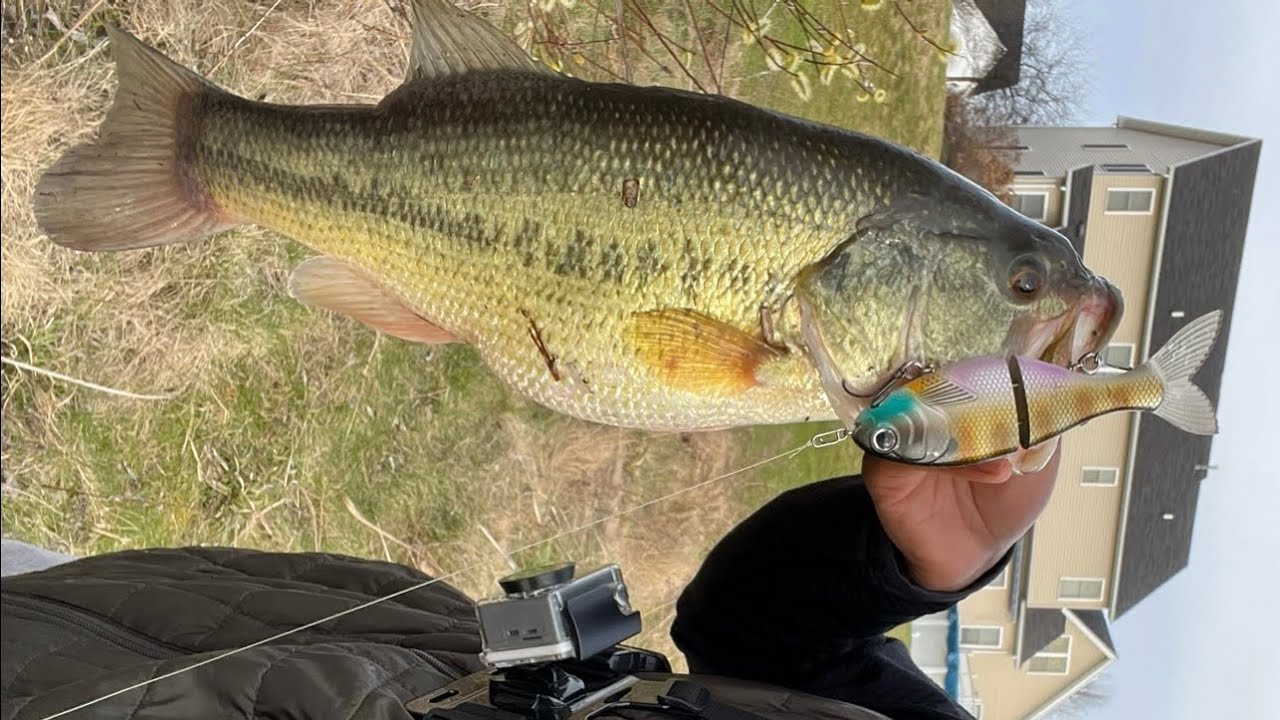 Another Giant on the Trick Shad....(New Rod Testing)