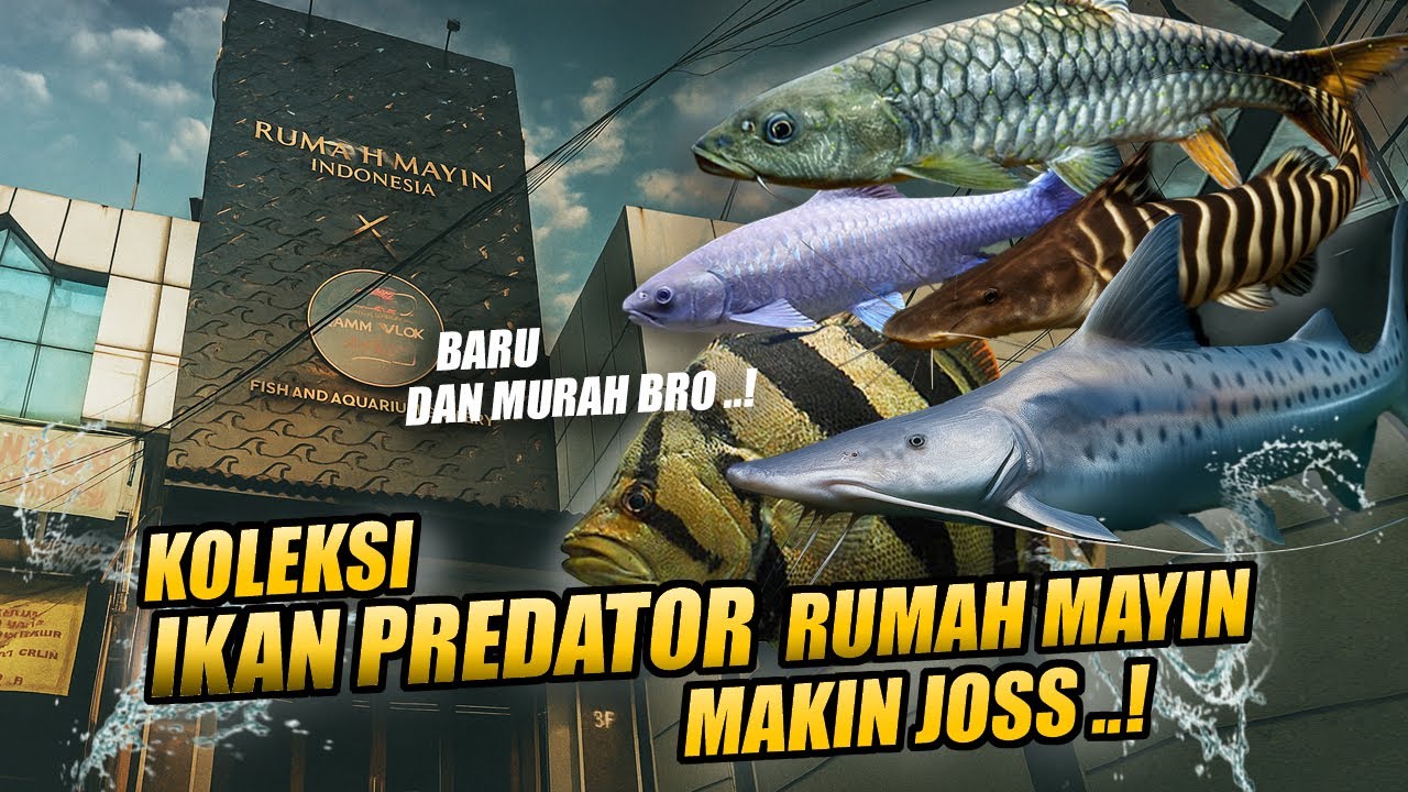 SEMAKIN JOSS !! KOLEKSI IKAN PREDATOR RUMAH MAYIN TAMBAH TERUS & MAKIN EKSOTIS BRO !