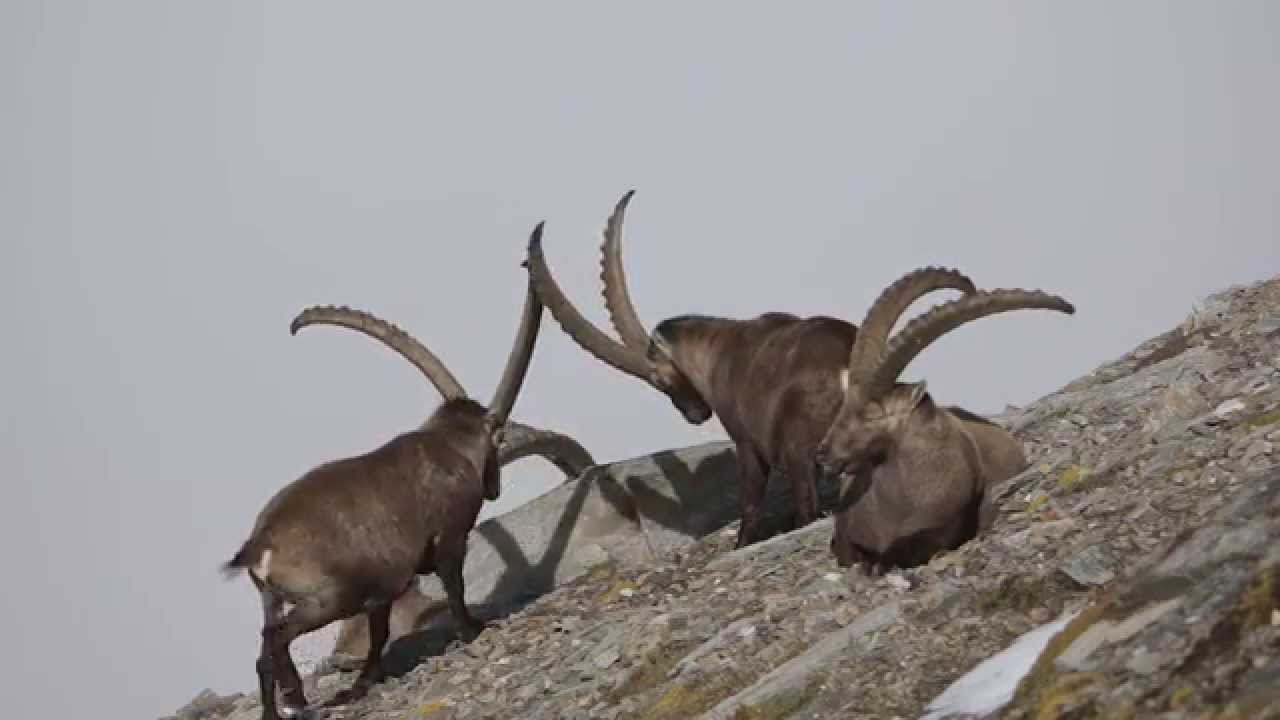 Könige der Alpen - Steinbockbeobachtung
