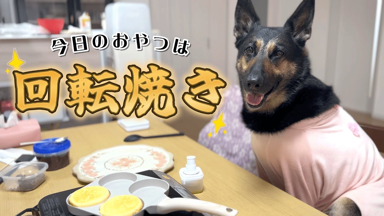 愛犬のおやつに回転焼き作ったら、ついに飼い主の夢が叶いました…！