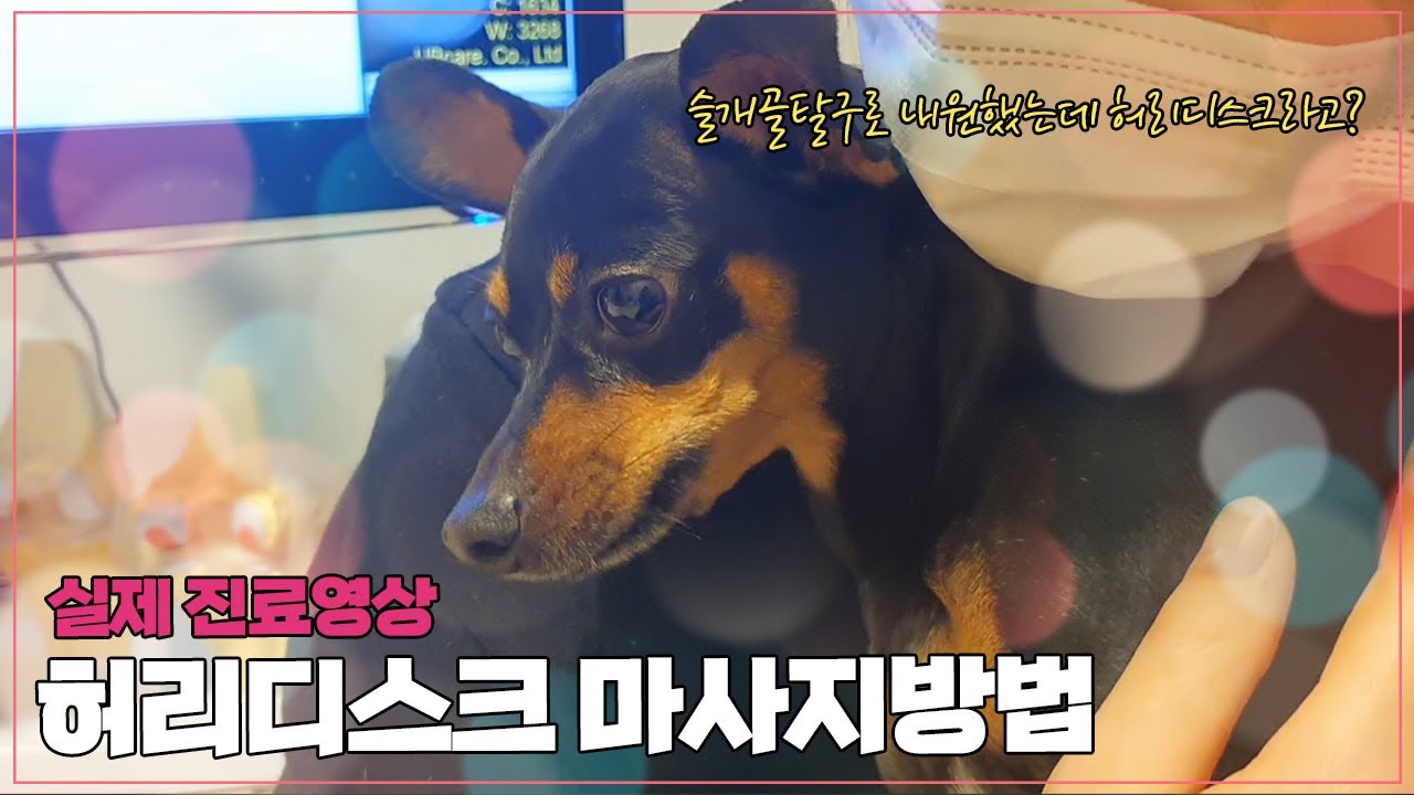 강아지 허리 디스크마사지 방법