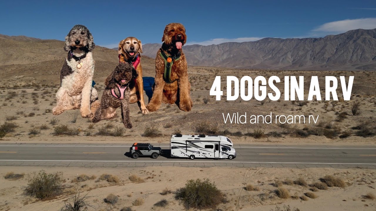 4 dogs in an RV, our day debut to youtube. pre season trip to Anza Borrego