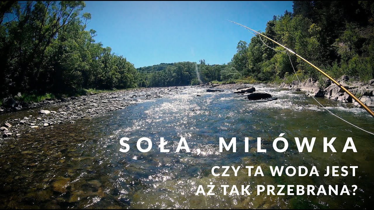 Soła, Milówka - czy ta woda jest aż tak przebrana ? #pstrągi #wędkarstwo #troutfishing