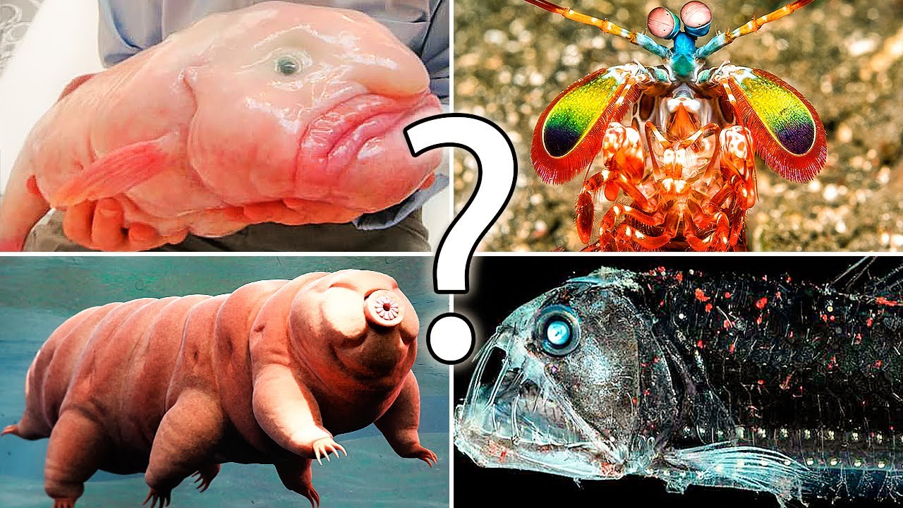 Los 15 Animales más RAROS y ATERRADORES del OCÉANO que no CONOCÍAS [ASMR Susurrado]