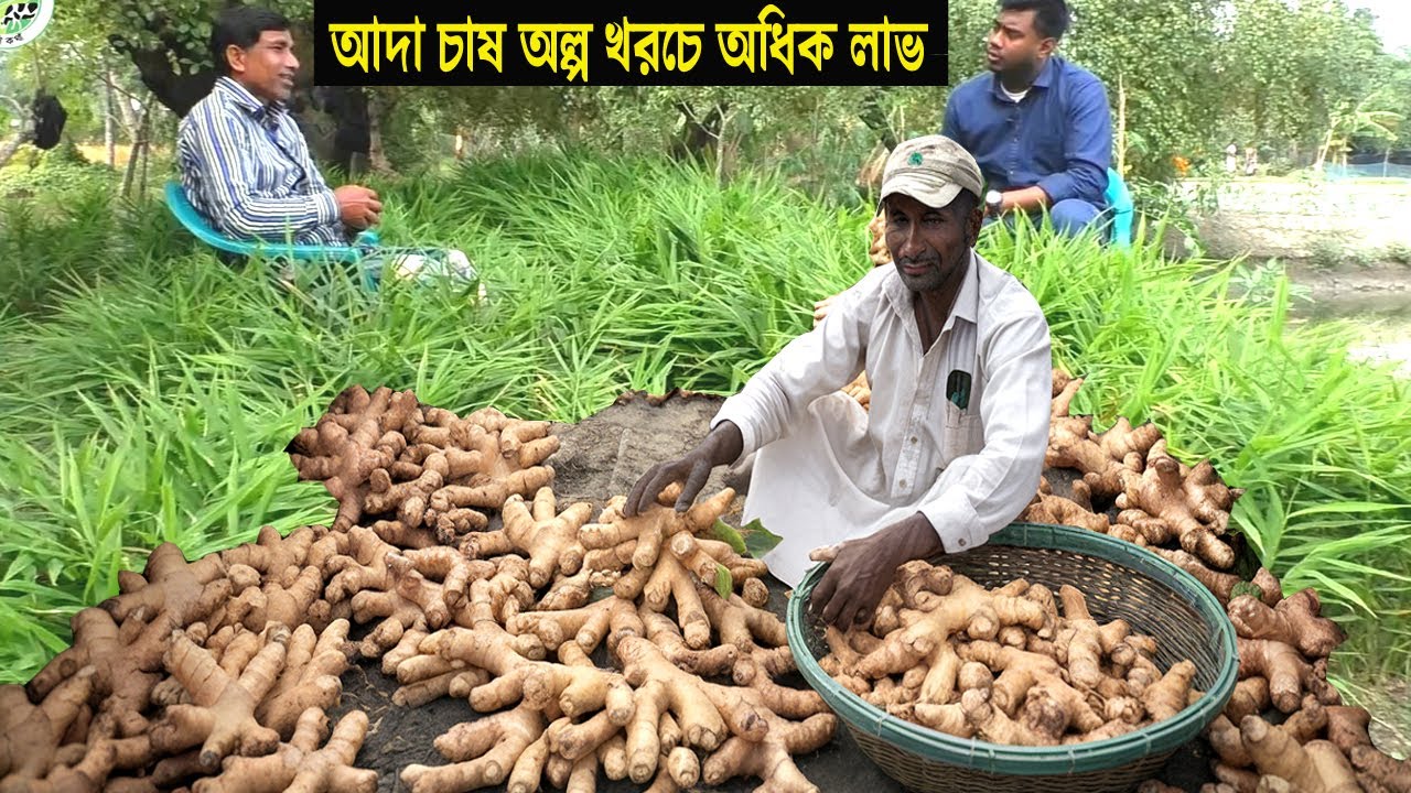 আদা চাষ পদ্ধতি ও আয় ব্যয় - বর্তমানে সবচেয়ে লাভজনক ব্যবসা - Ginger Farming in Bangladesh