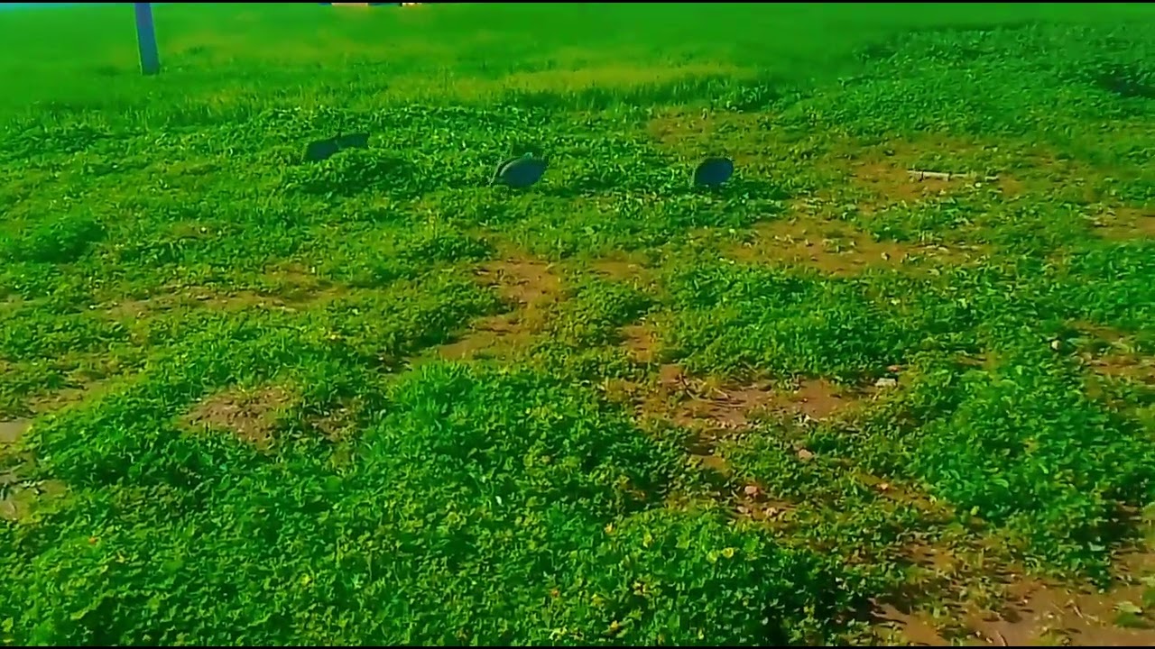 أجيو تشوفوا الحجلات كتاكل العشب