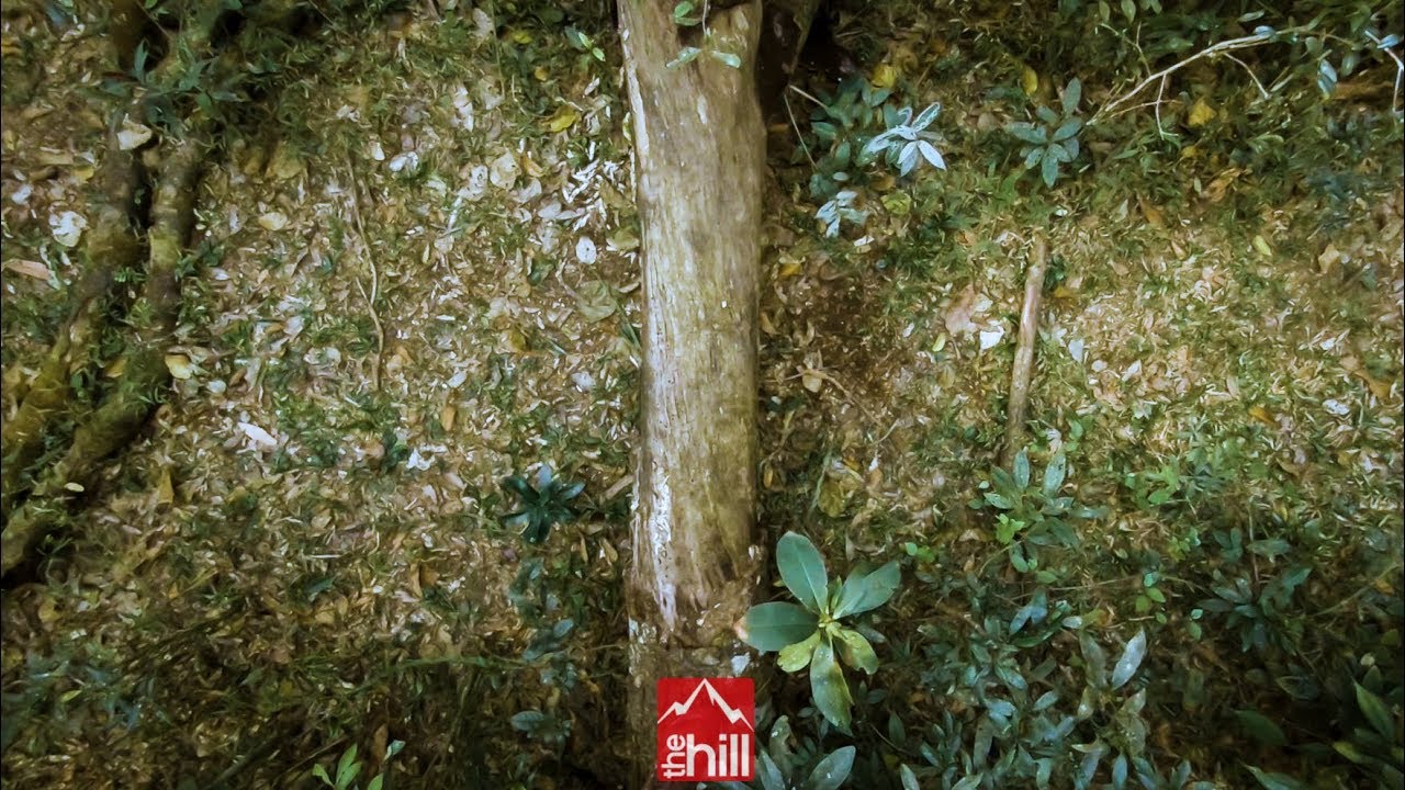 5 Técnicas Trail Running Com Obstáculos Baixos e Meia Altura