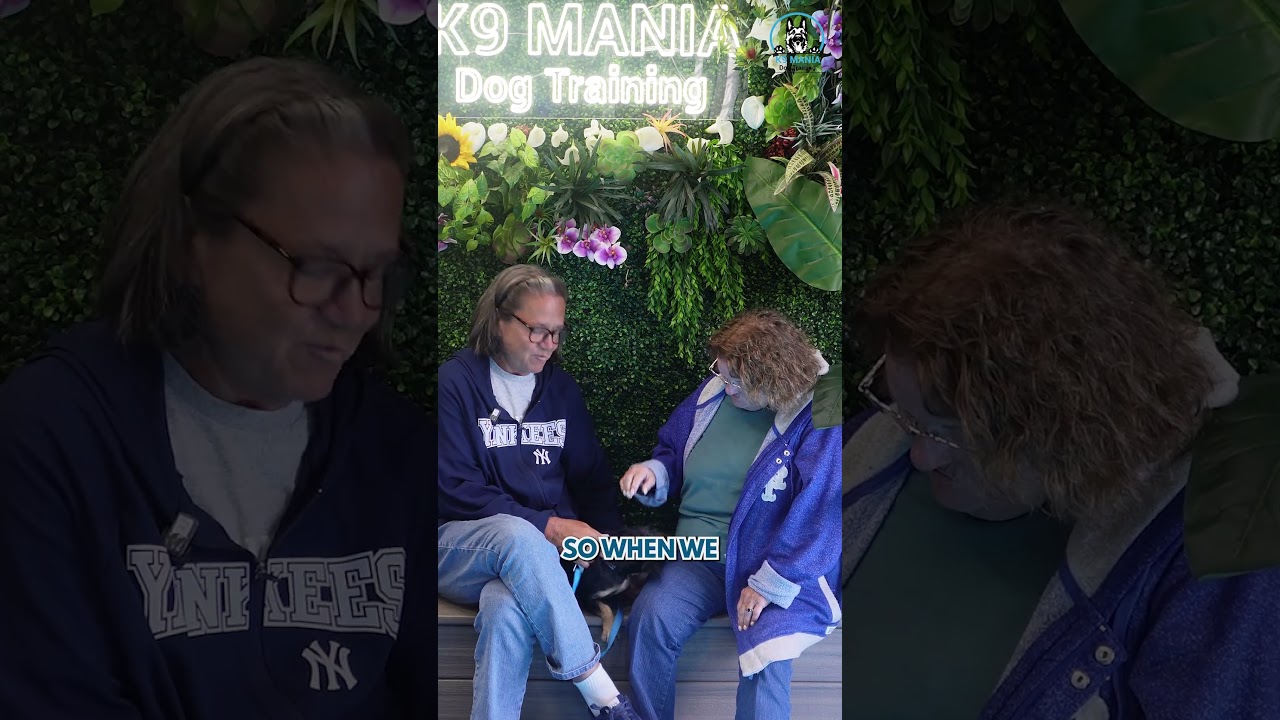 Experience the Best Dog Boarding Camp with K9 Mania!