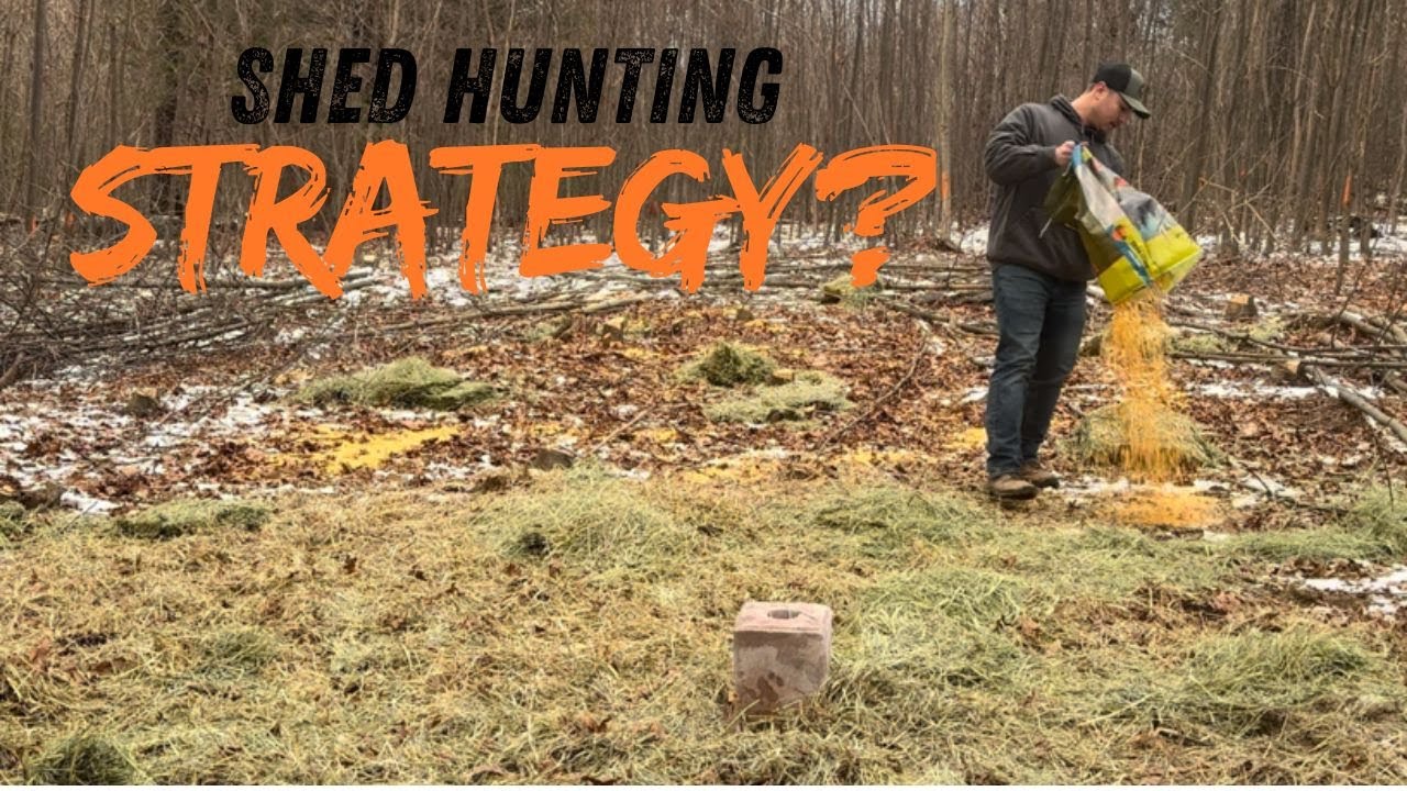 Why I’m Feeding Deer After the Season (PA Shed Hunting Strategy)