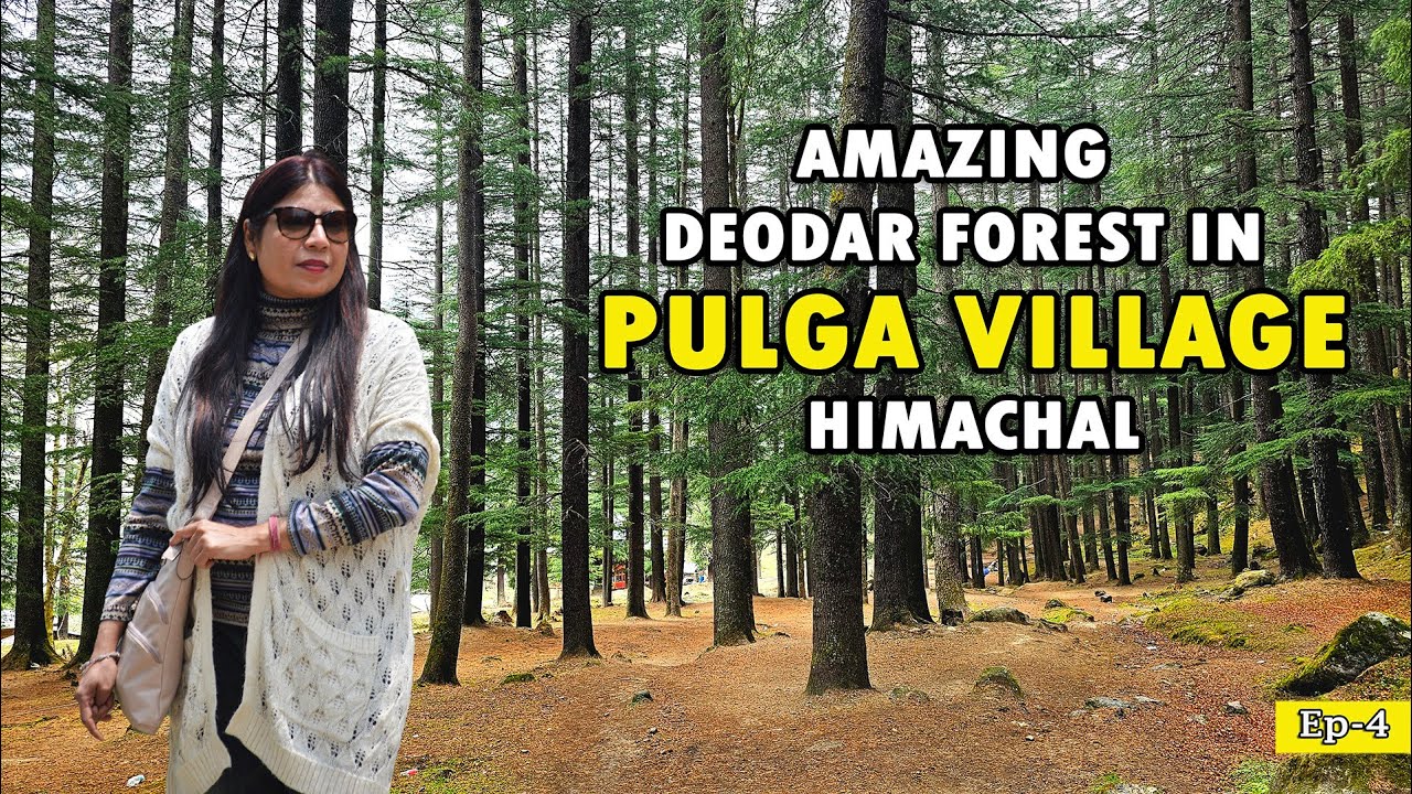 Amazing Deodar Forest in Pulga Village