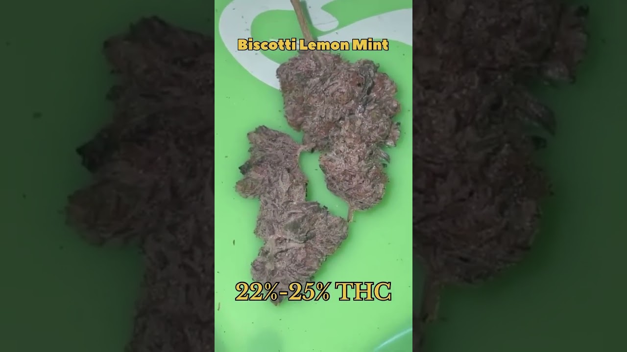 Biscotti Lemon Mint Cannabis Strain #strainreviews #420 #cannabiscommunity #cannabiseducation