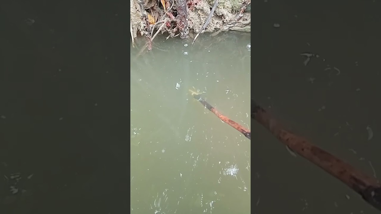 umpan nya ikan kecil dapet kepiting kecil 