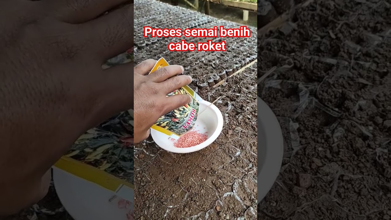 Cara semai bibit cabe