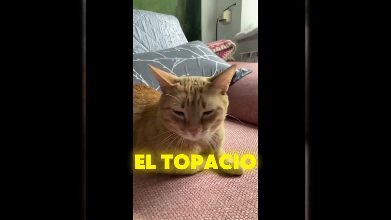 Oda al gato. Pablo Neruda 