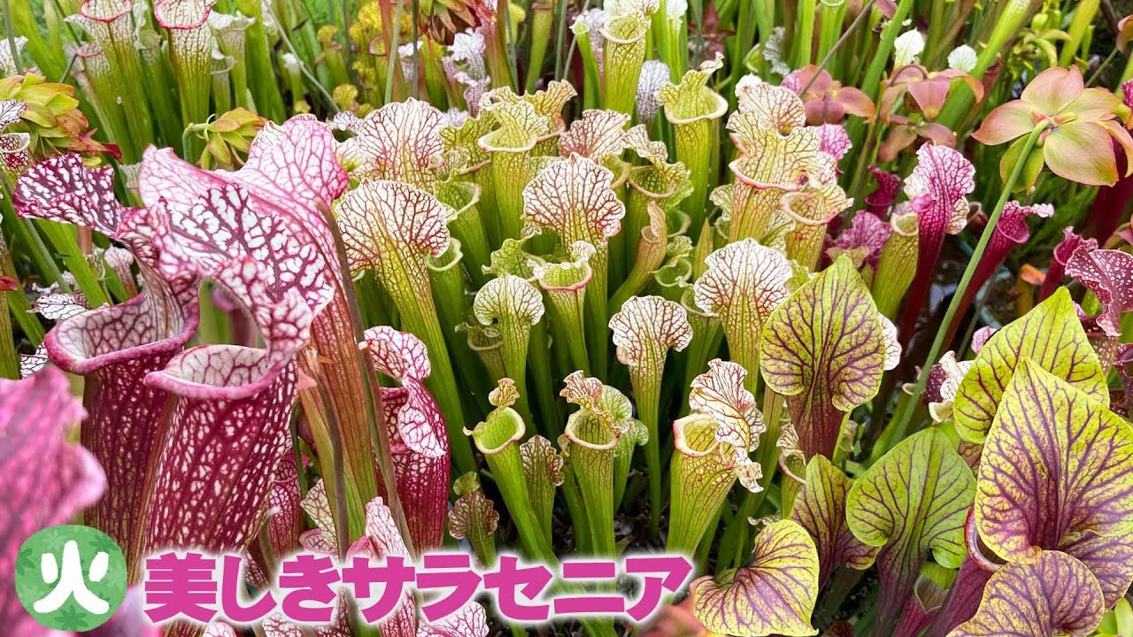 【土居寛文の食虫植物】実は育てやすい！まるで美術品のような食虫植物サラセニアの魅力【兵庫県立フラワーセンター】