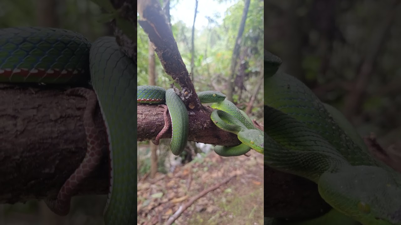 Trimeresurus sabahi fucata