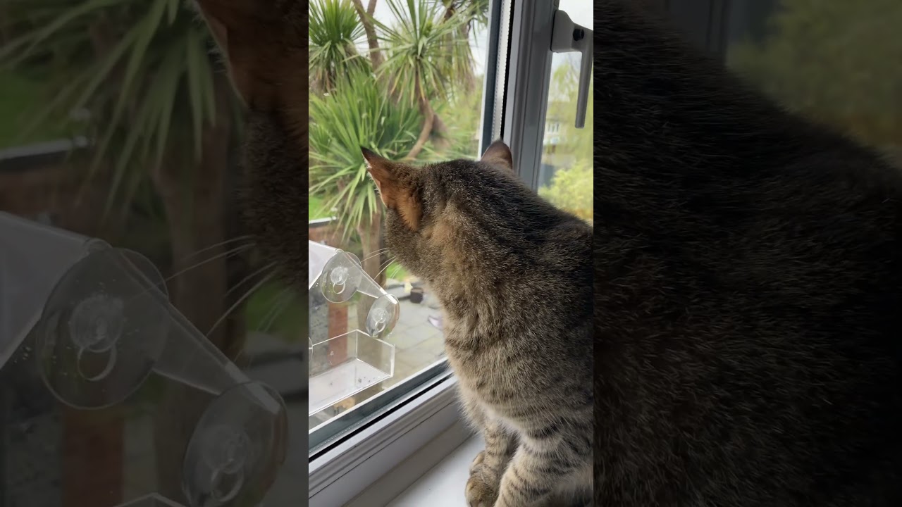Obi chittering at the birds