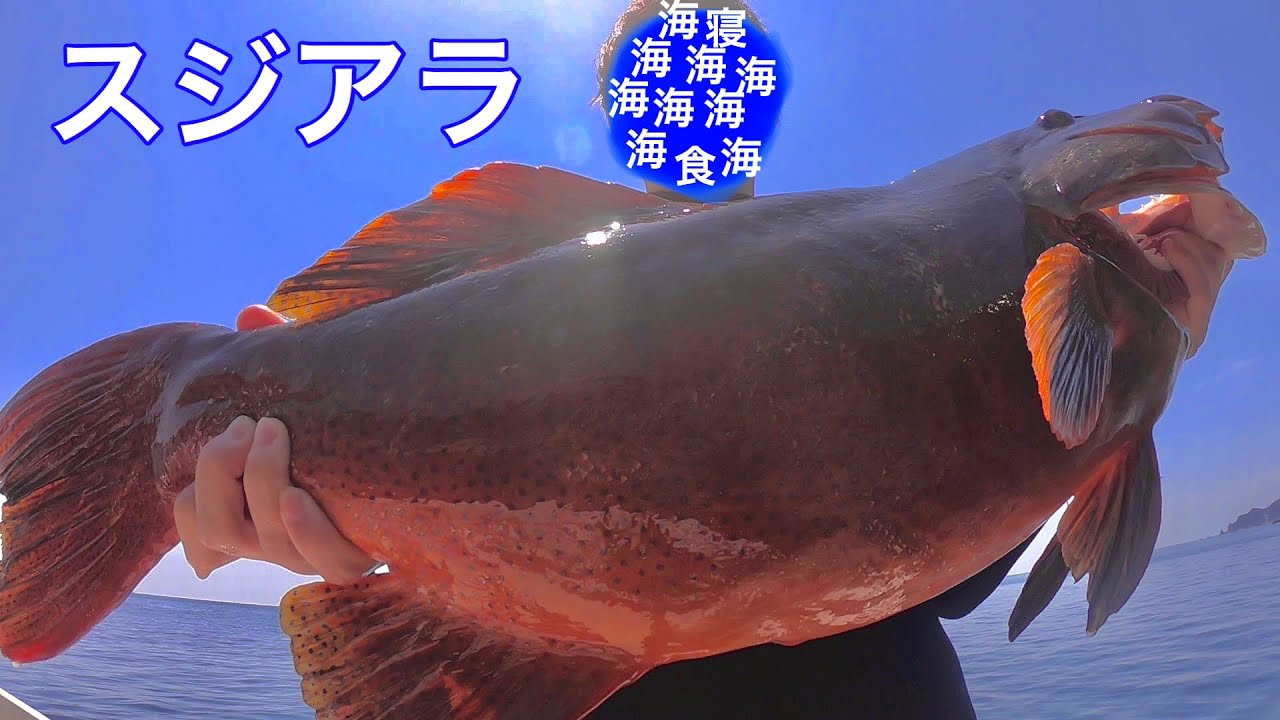 春のスジアラ