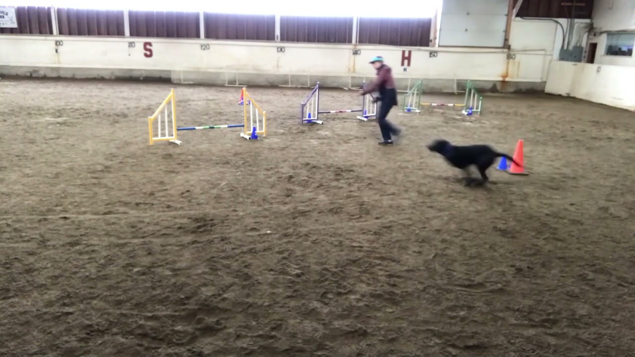 DZ K9 Agility Novice Course 3  video - Heather Schneider and Emma