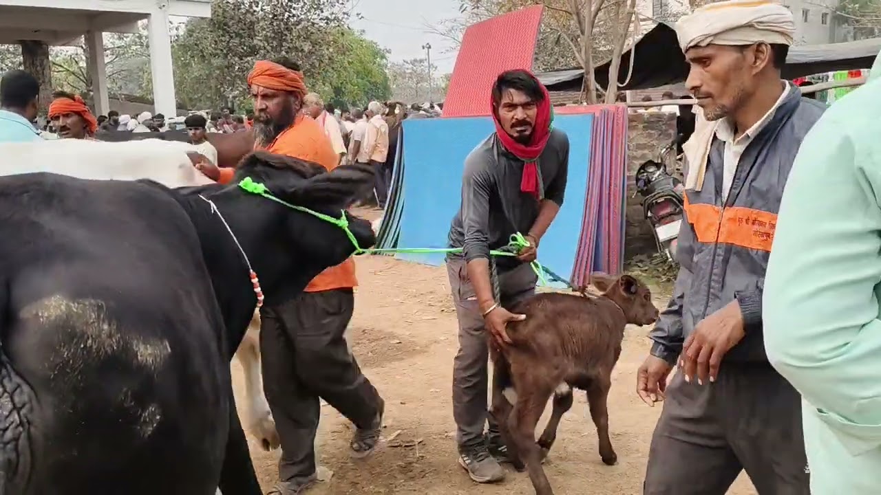 10/03/2026 छपिया पशु मंडी गोरखपुर | छपिया पशु मंडी गोरखपुर की कब और कहा लगती है 